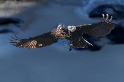 Brandts-Cormorant;Flying-Bird;Nesting-Behavior;Nesting-Material;Phalacrocorax-pe